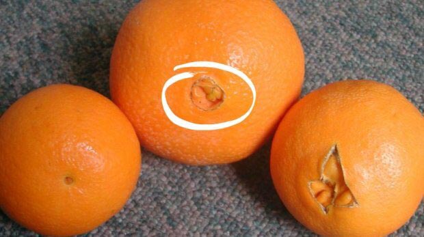 Тези портокали са най-сладките и нямат семки. Ето как да ги разпознаете: