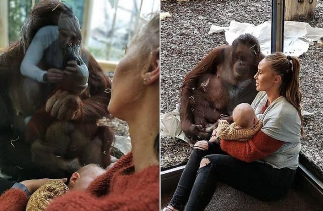 Женски орангутан, загубил бебето си, седнал до кърмеща майка и разплакал всички (видео)