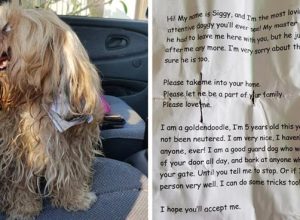 Мъж открил нещастно куче върху чиято шия имало бележка. Тя разказвала тъжната му история