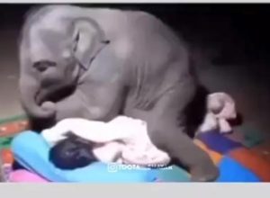Слонче решава да спи със служител, който се грижи за него още от бебе (видео)