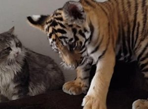 Тигърчета-сираци били осиновени от котка. След години се срещнали и се случило нещо удивително