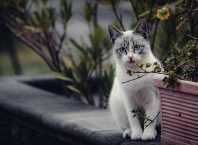 Котката и кучето не идват случайно във вашия дом. Ето какво означава появата им: котка
