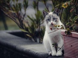Котката и кучето не идват случайно във вашия дом. Ето какво означава появата им: котка
