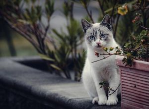 Котката и кучето не идват случайно във вашия дом. Ето какво означава появата им: котка