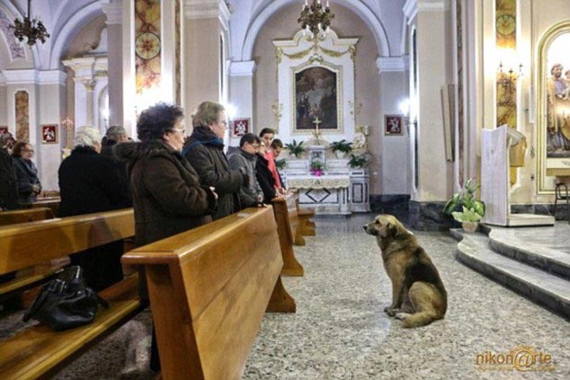 Не всеки ден ще видите куче в църквата но в