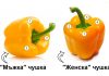 мъжки и женски чушки