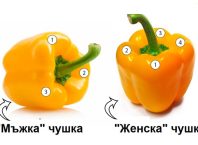 мъжки и женски чушки