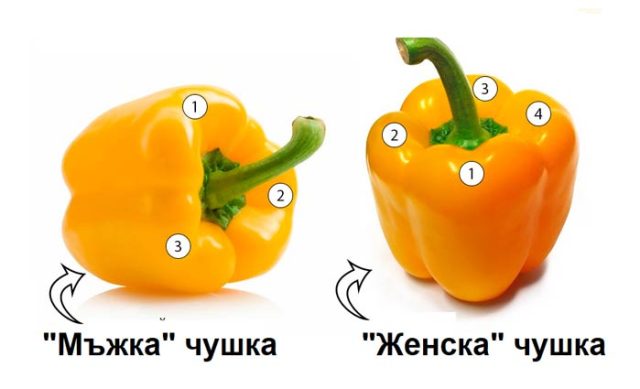мъжки и женски чушки
